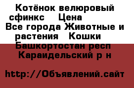 Котёнок велюровый сфинкс. › Цена ­ 15 000 - Все города Животные и растения » Кошки   . Башкортостан респ.,Караидельский р-н